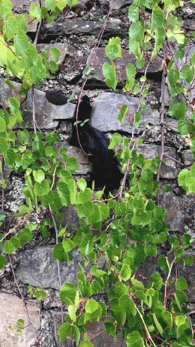 Wohnen Direkt Am Moselstrand Apartamento Bernkastel-Kues Exterior foto