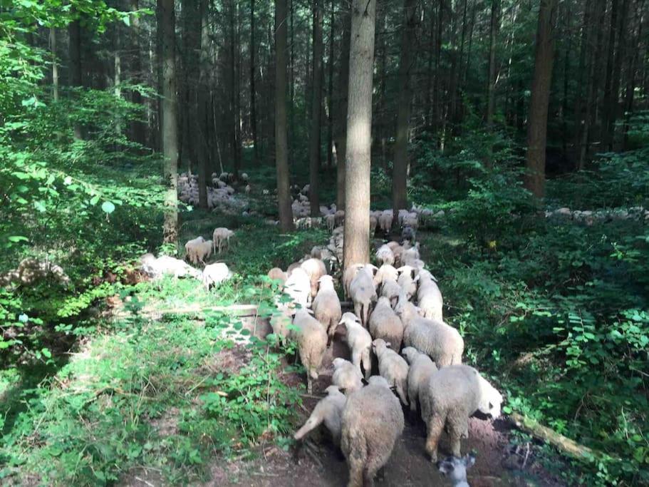 Wohnen Direkt Am Moselstrand Apartamento Bernkastel-Kues Exterior foto